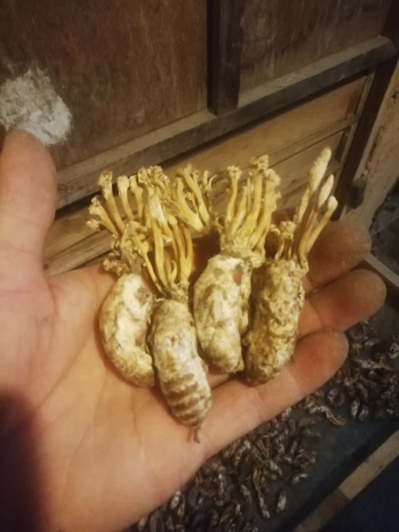 皖南金蝉花，纯野生，无任何添加，诚信经营，合作才能共赢