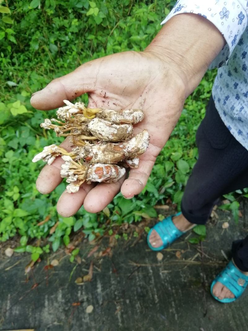皖南金蝉花，纯野生，无任何添加，诚信经营，合作才能共赢
