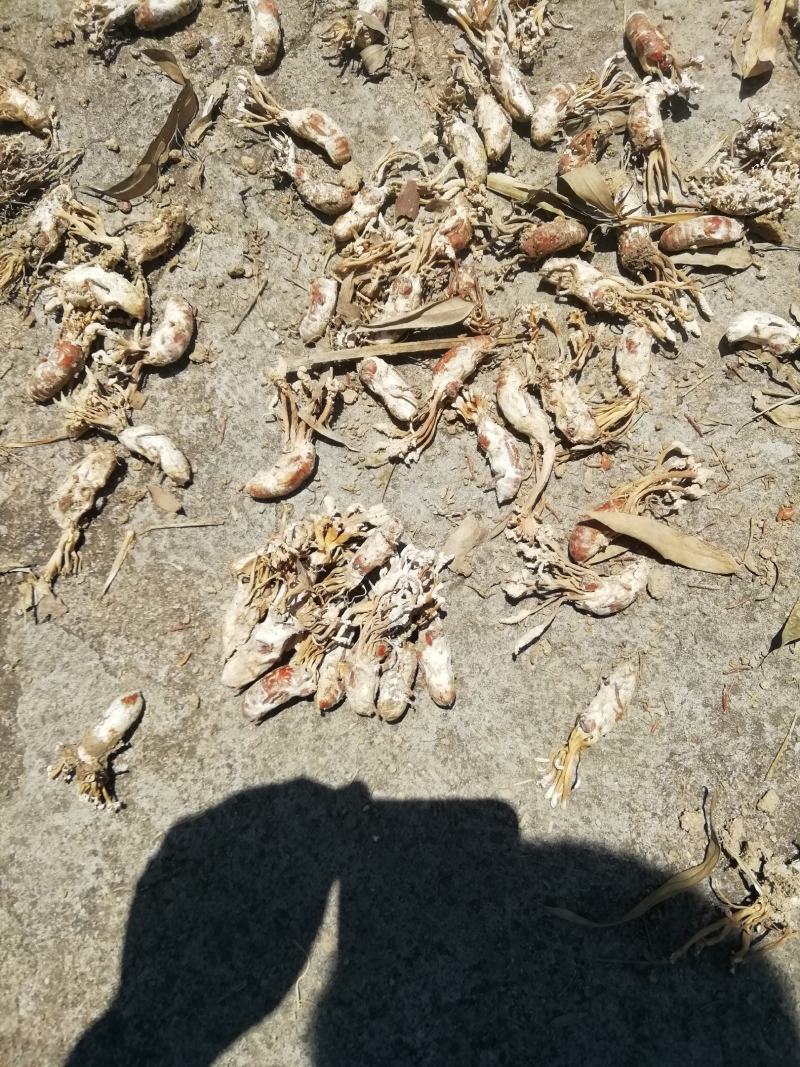 皖南金蝉花，纯野生，无任何添加，诚信经营，合作才能共赢