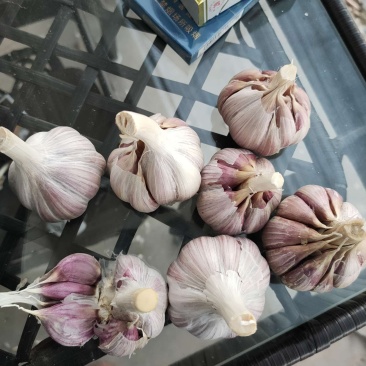 大蒜种子二水早，基地直发，诚信代办，信息准。