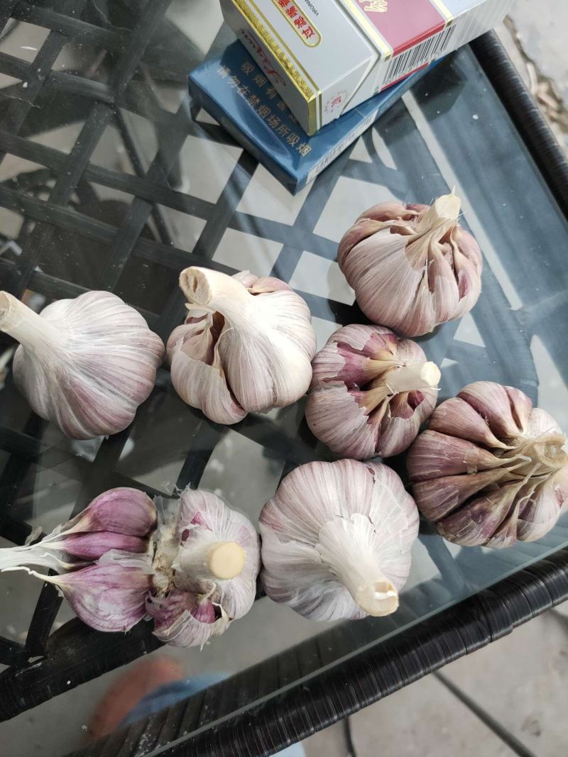 大蒜种子二水早，基地直发，诚信代办，信息准。