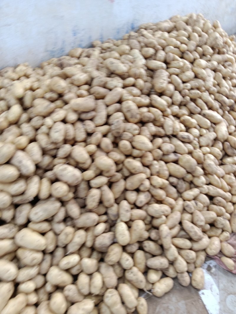 热销山东土豆荷兰荷兰十五号土豆大量上市了