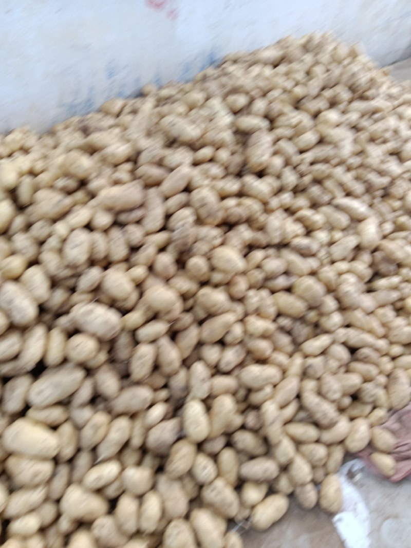 热销山东土豆荷兰荷兰十五号土豆大量上市了