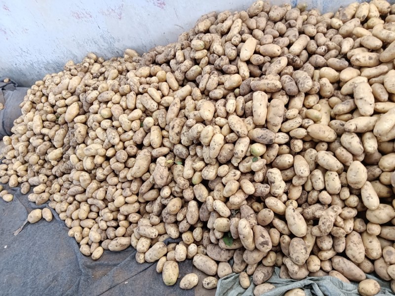 热销山东土豆荷兰荷兰十五号土豆大量上市了