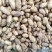 热销山东土豆荷兰荷兰十五号土豆大量上市了