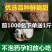 新鲜湿核桃绿皮核桃青皮核桃去皮核桃嫩核桃香核桃