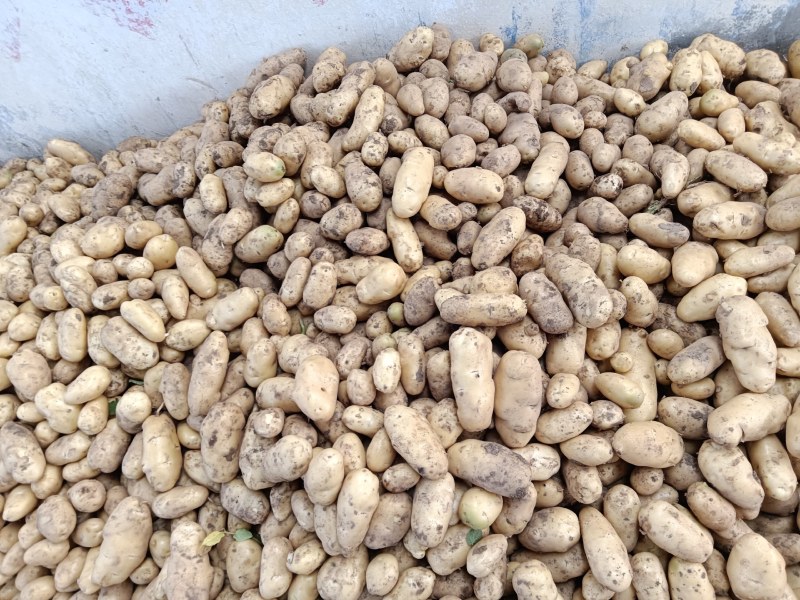 热销山东土豆荷兰荷兰十五号土豆大量上市了