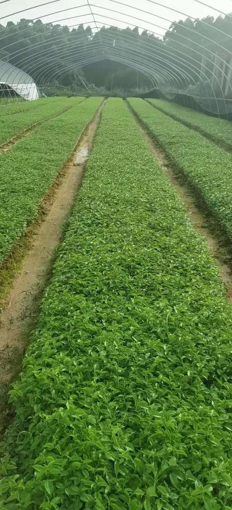 广西岗梅苗，根须发达，小叶岗梅苗，湖南岗梅苗，江西岗梅苗