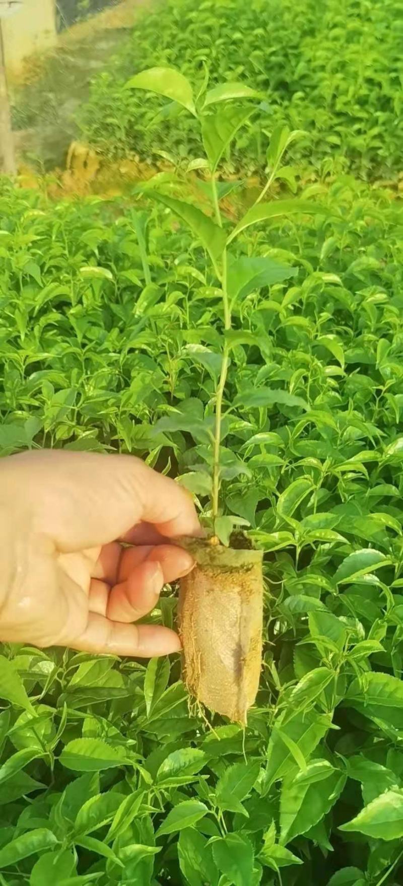 广西岗梅苗，根须发达，小叶岗梅苗，湖南岗梅苗，江西岗梅苗