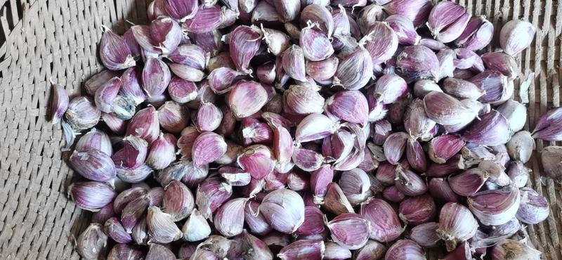 四川红蒜种，精品瓣子蒜