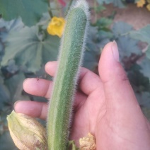 黑皮冬瓜预售