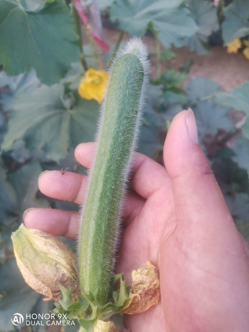 黑皮冬瓜预售