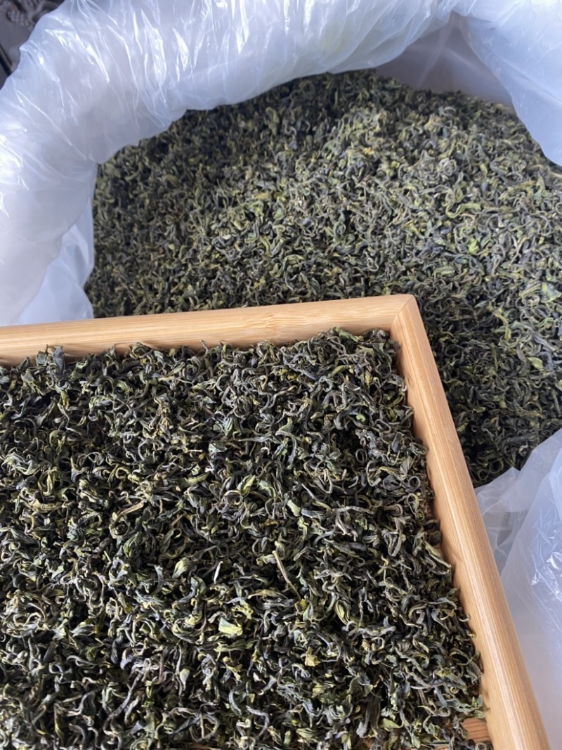 日照绿茶，夏茶开始了