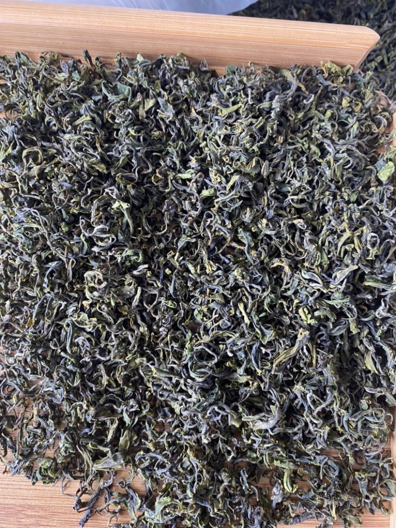 日照绿茶，夏茶开始了