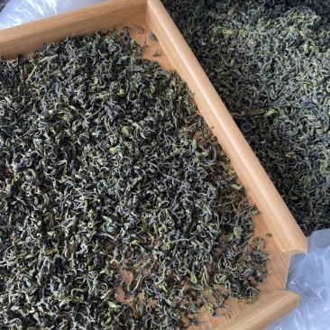日照绿茶，夏茶开始了