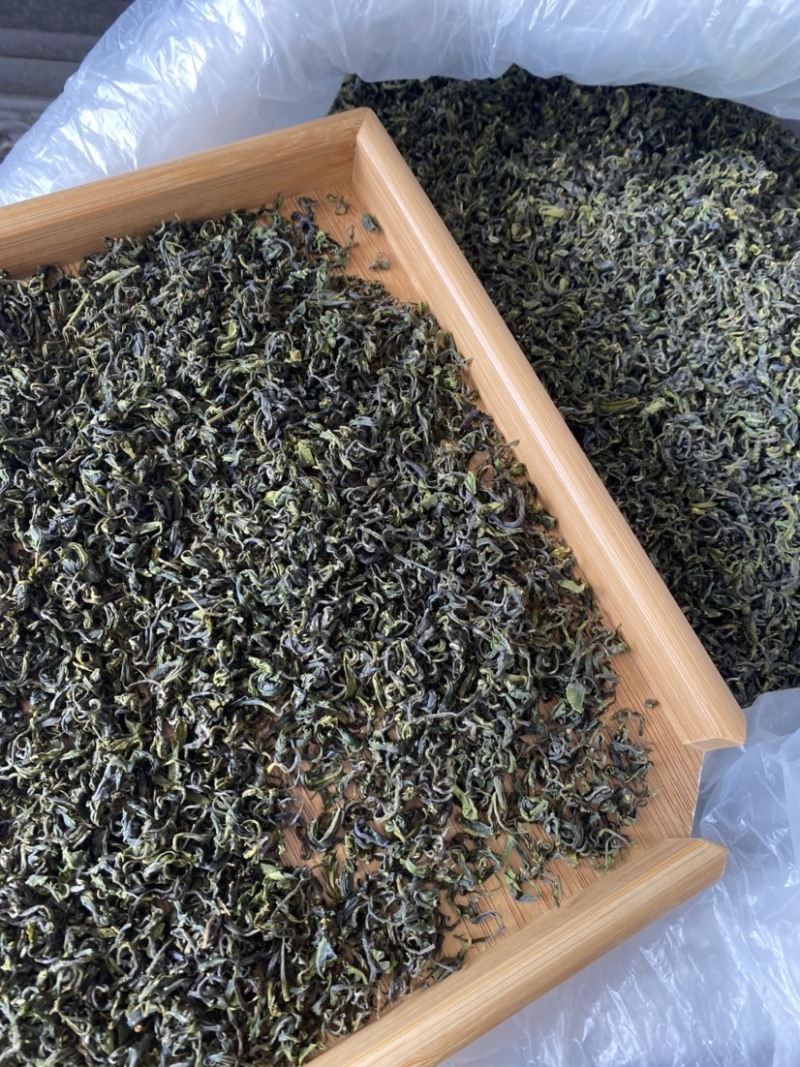 日照绿茶，夏茶开始了