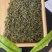 日照绿茶，5月份前的春茶，珍藏喽，2021年的春天一去！