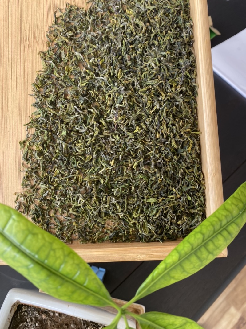 日照绿茶，5月份前的春茶，珍藏喽，2021年的春天一去！