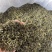 日照绿茶，5月份前的春茶，珍藏喽，2021年的春天一去！