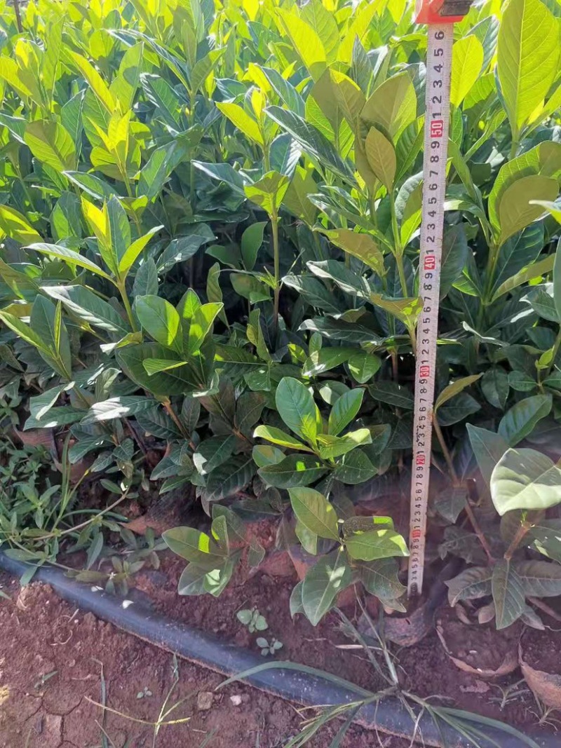 栀子花大小中叶栀子花杯苗规格齐全大量供应质量保证