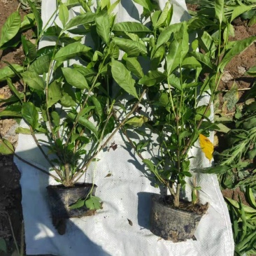 栀子花大小中叶栀子花杯苗规格齐全大量供应质量保证