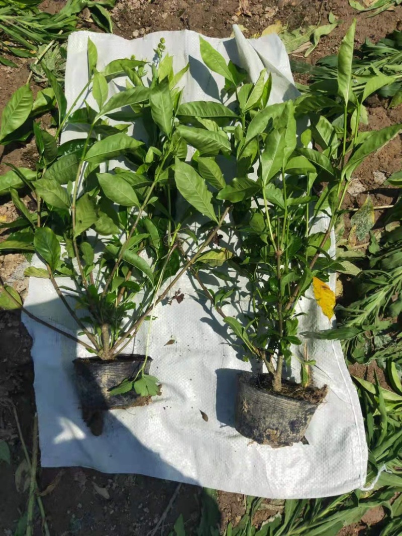 栀子花大小中叶栀子花杯苗规格齐全大量供应质量保证