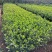 栀子花大小中叶栀子花杯苗规格齐全大量供应质量保证