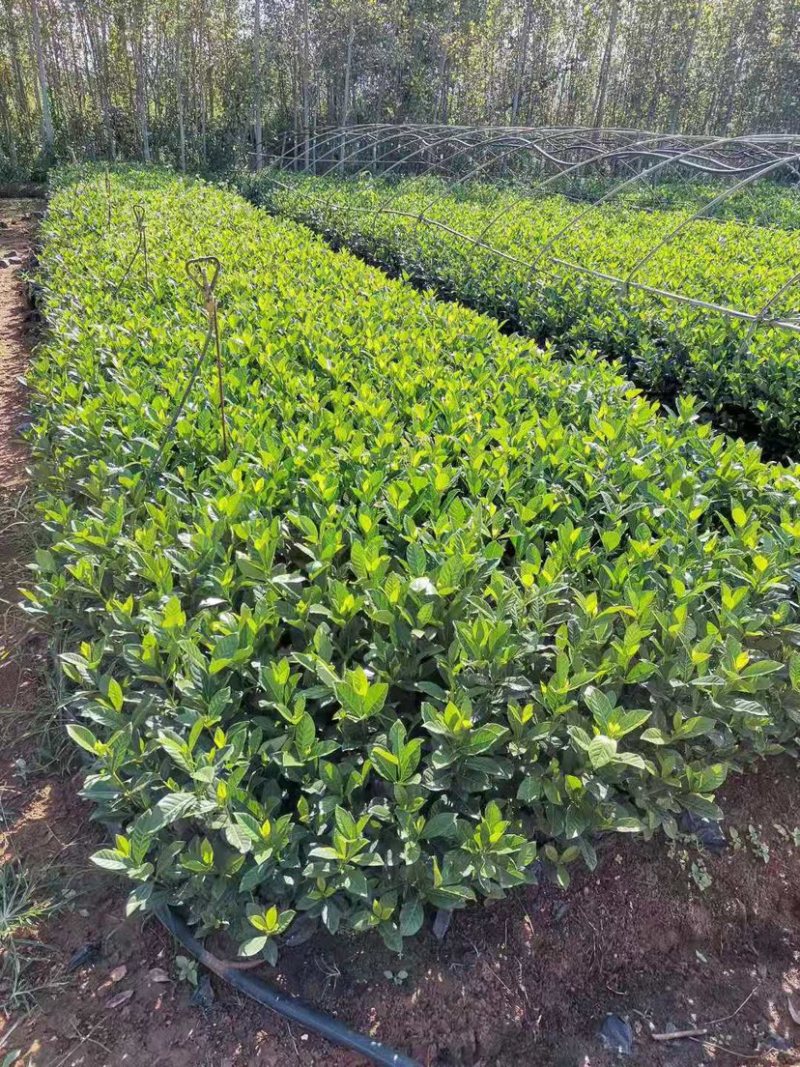 栀子花大小中叶栀子花杯苗规格齐全大量供应质量保证