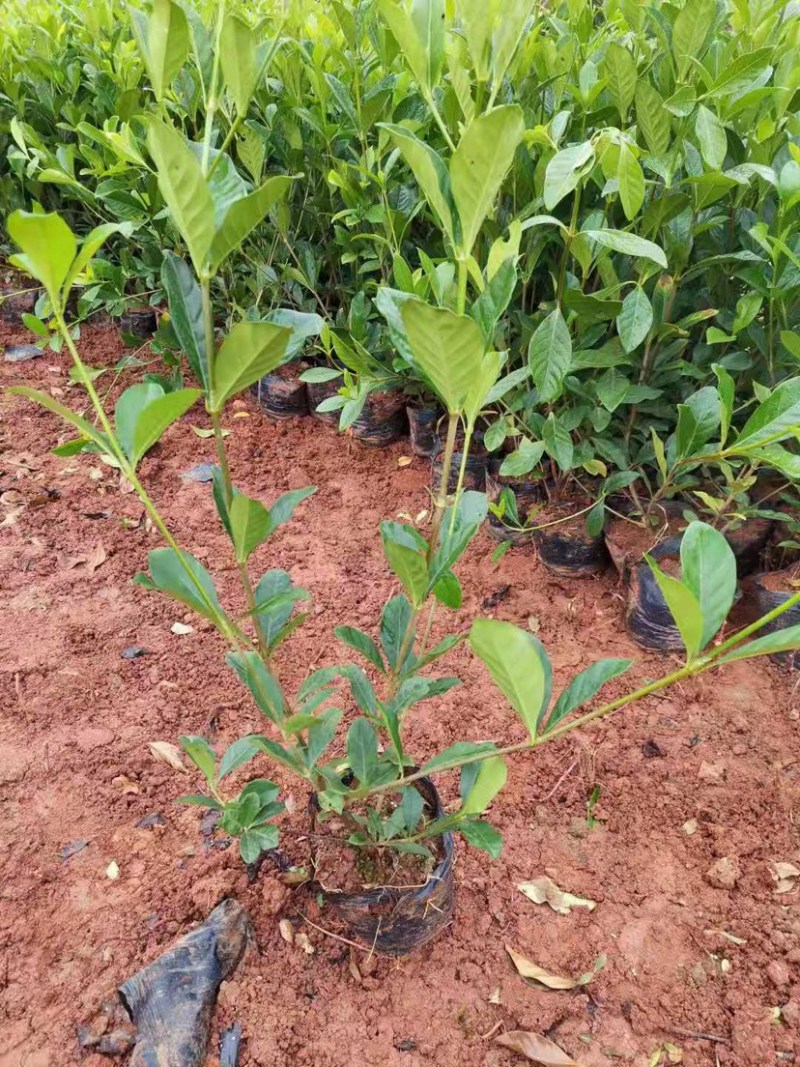 栀子花大小中叶栀子花杯苗规格齐全大量供应质量保证