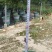棒棒糖清香胡椒木盆栽绿植室内办公室客厅驱蚊植物四季好养