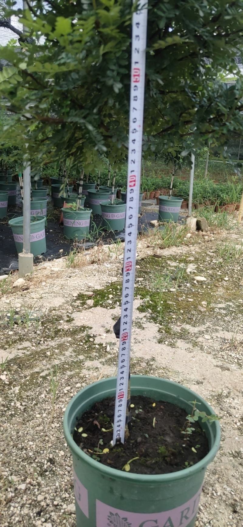 棒棒糖清香胡椒木盆栽绿植室内办公室客厅驱蚊植物四季好养