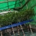 棒棒糖清香胡椒木盆栽绿植室内办公室客厅驱蚊植物四季好养