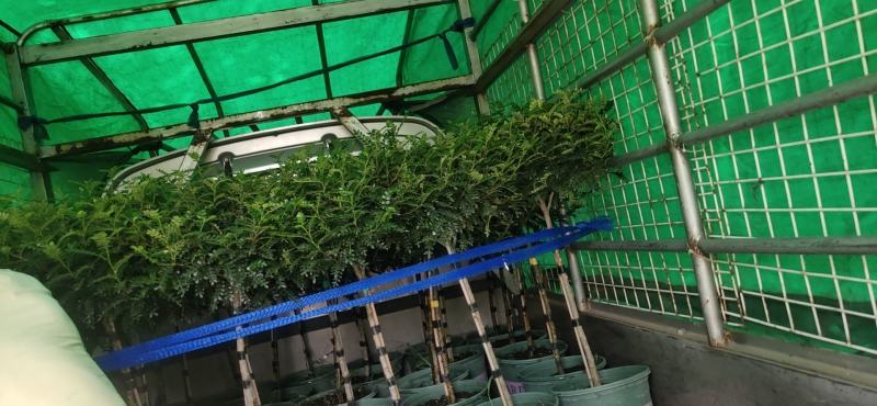 棒棒糖清香胡椒木盆栽绿植室内办公室客厅驱蚊植物四季好养