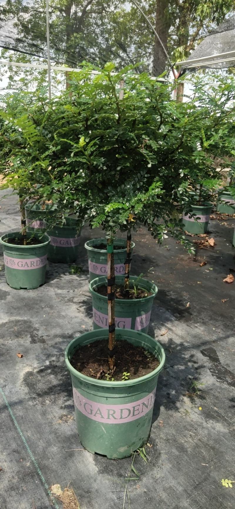 棒棒糖清香胡椒木盆栽绿植室内办公室客厅驱蚊植物四季好养
