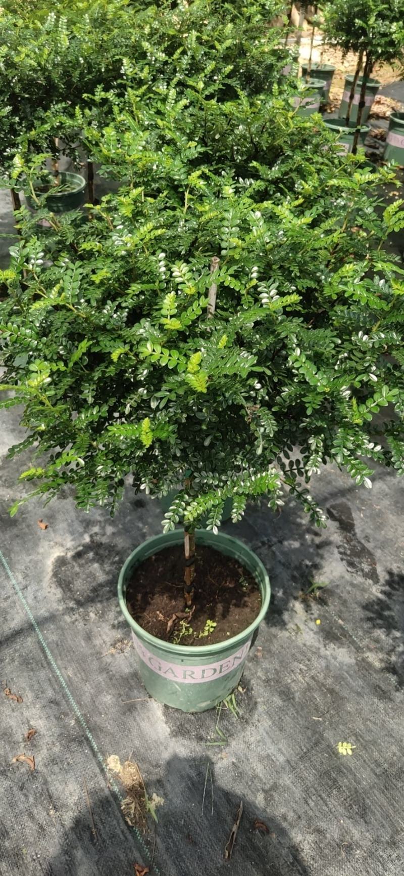棒棒糖清香胡椒木盆栽绿植室内办公室客厅驱蚊植物四季好养