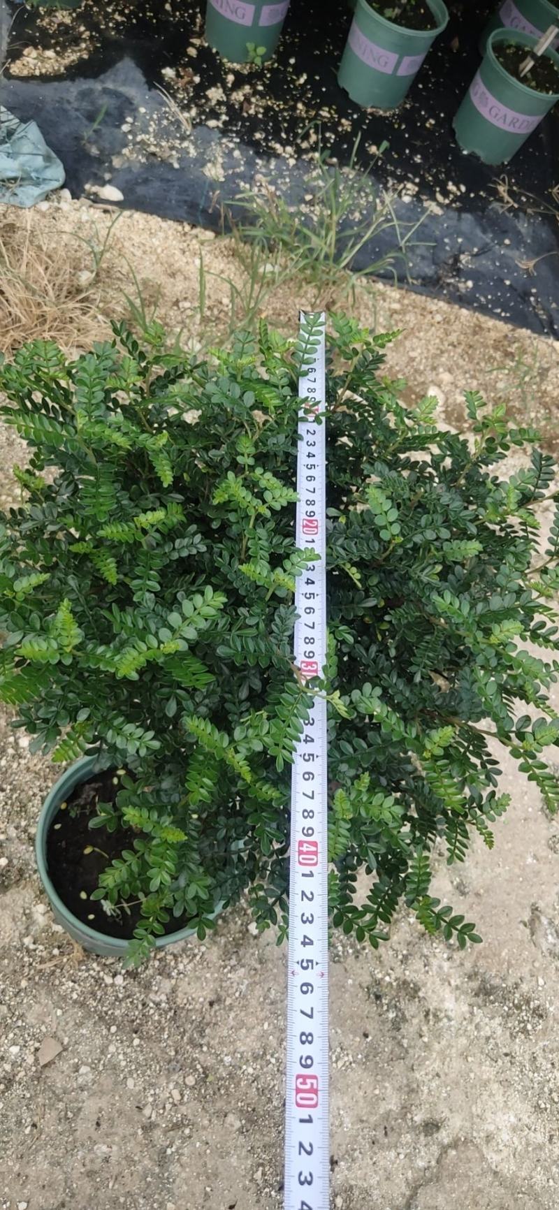 棒棒糖清香胡椒木盆栽绿植室内办公室客厅驱蚊植物四季好养