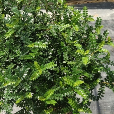 棒棒糖清香胡椒木盆栽绿植室内办公室客厅驱蚊植物四季好养
