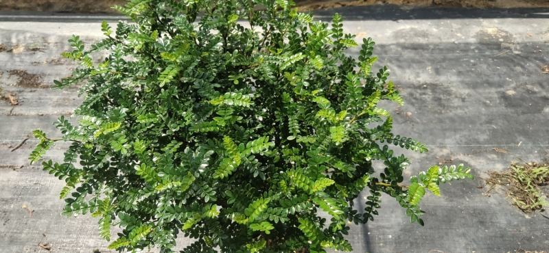 棒棒糖清香胡椒木盆栽绿植室内办公室客厅驱蚊植物四季好养
