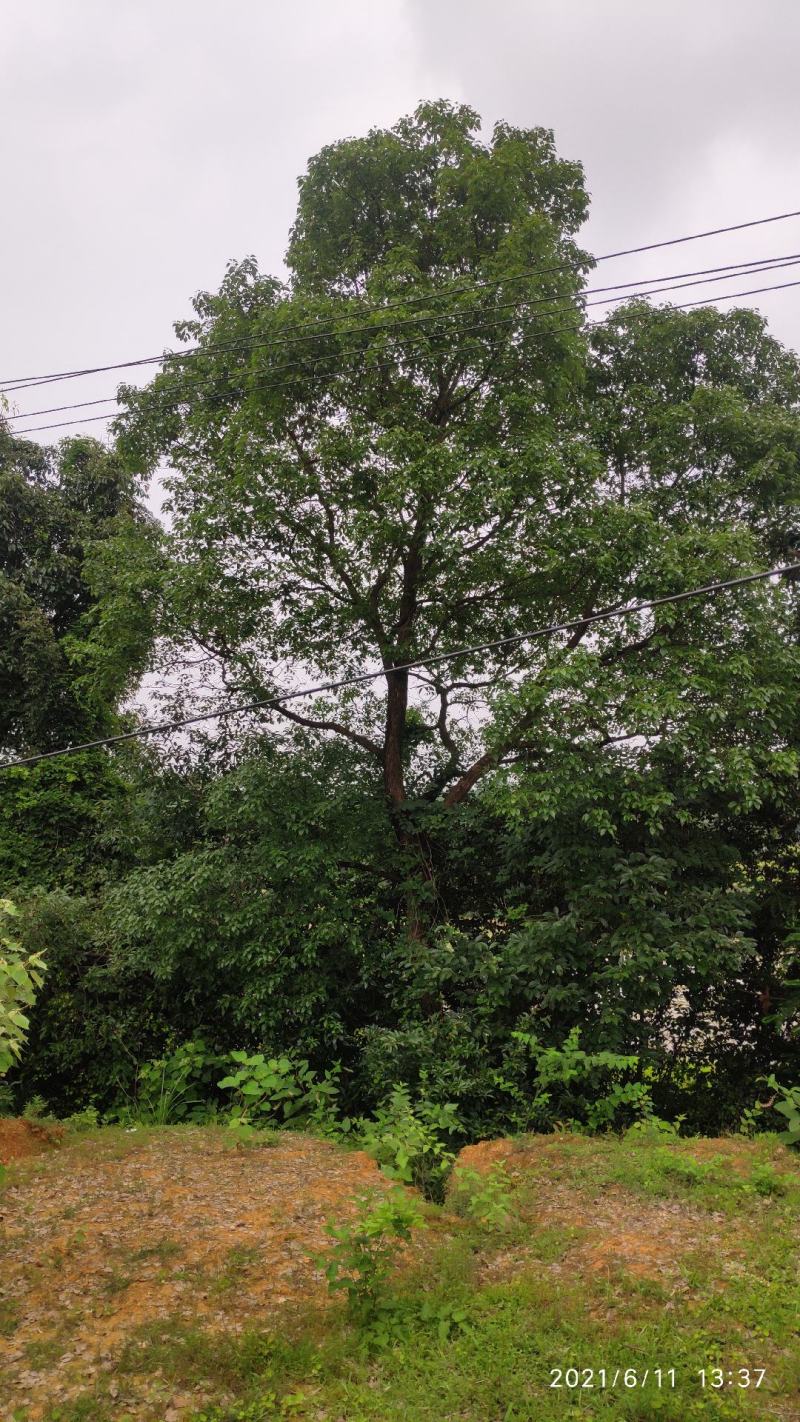 大小香樟树出售