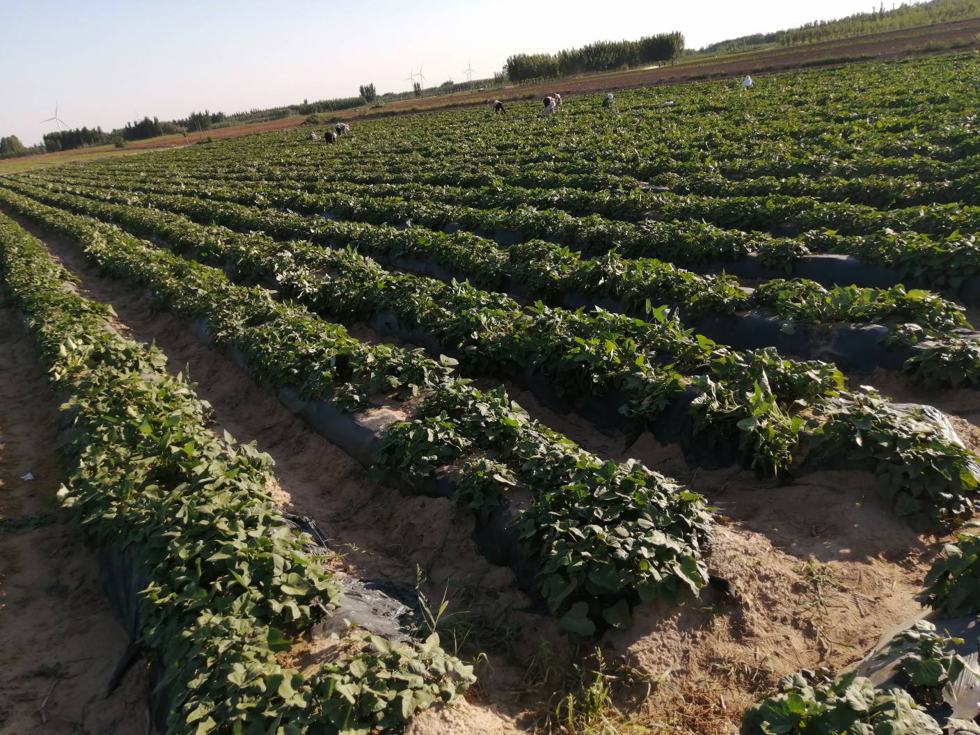 商薯19大田定植7天后缓苗实景图