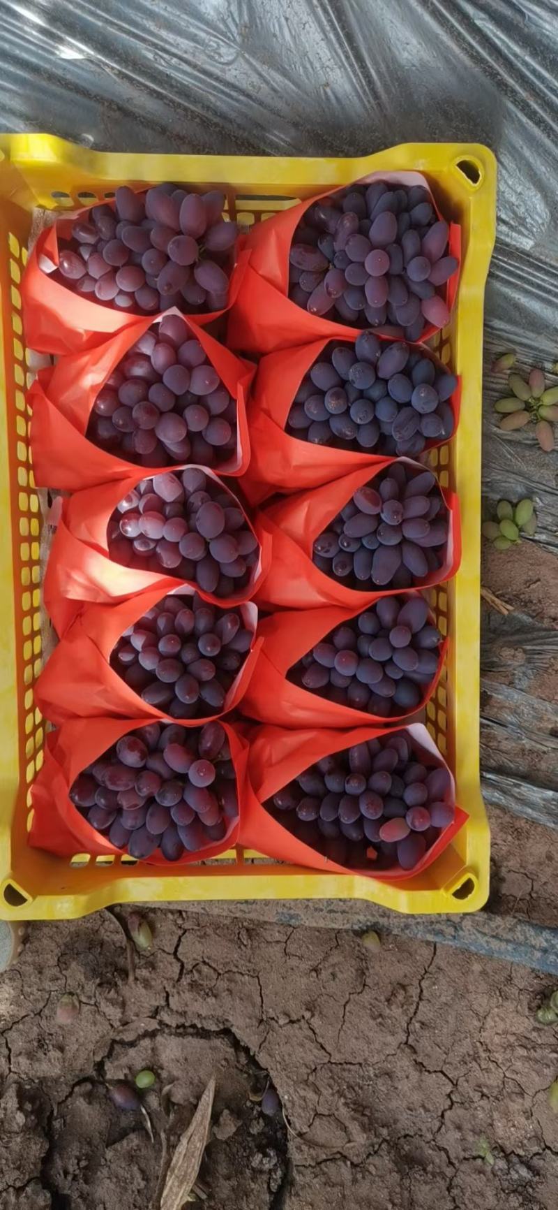 精品茉莉香葡萄大量上市