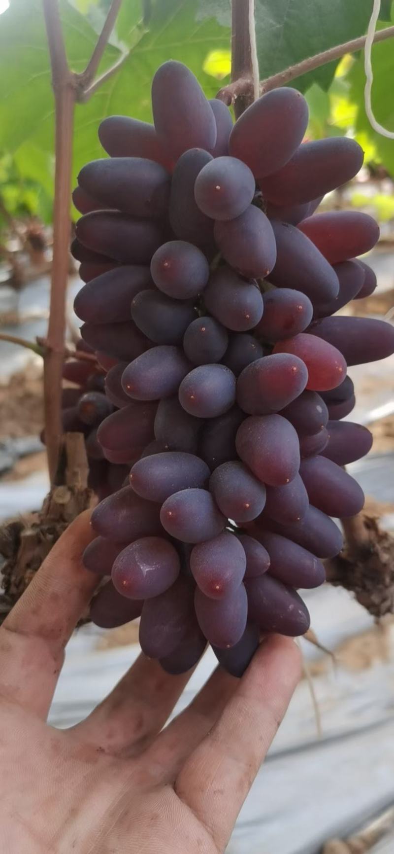 精品茉莉香葡萄大量上市