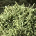 农户直供精品中药材黄金条金银花大量出售