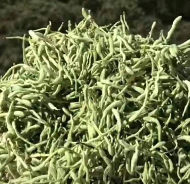 农户直供精品中药材黄金条金银花大量出售