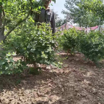 农户直供精品中药材黄金条金银花大量出售