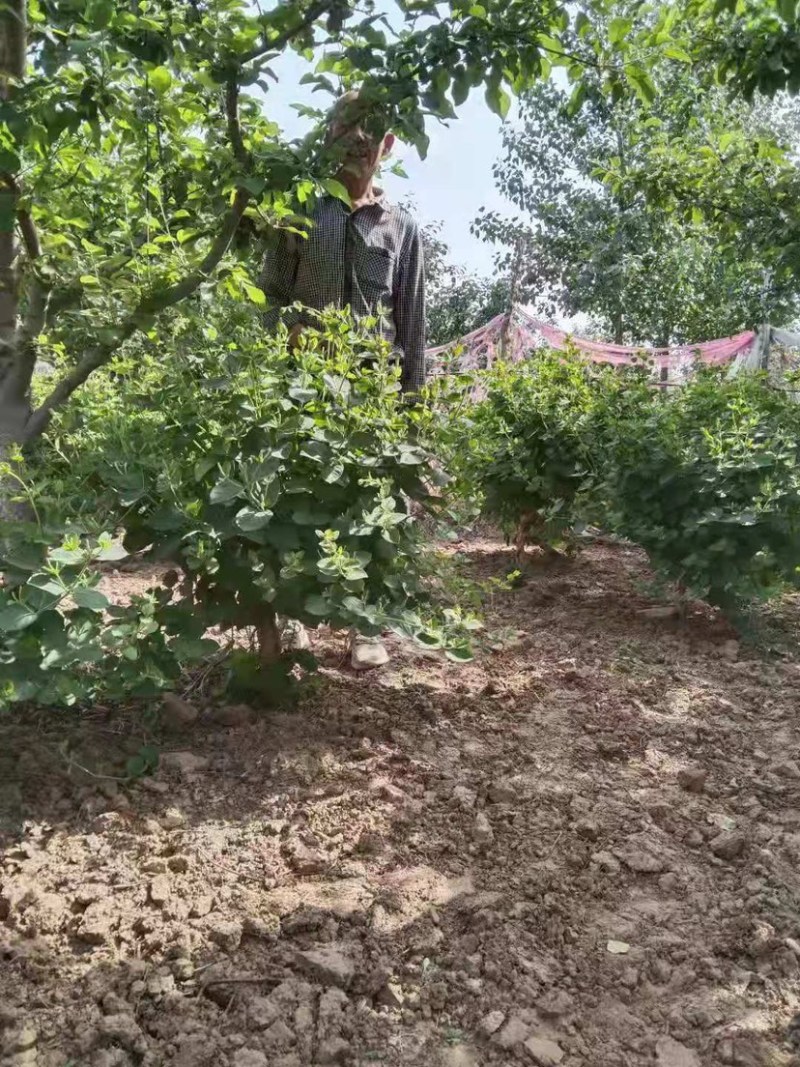农户直供精品中药材黄金条金银花大量出售