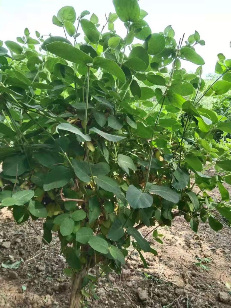 农户直供精品中药材黄金条金银花大量出售