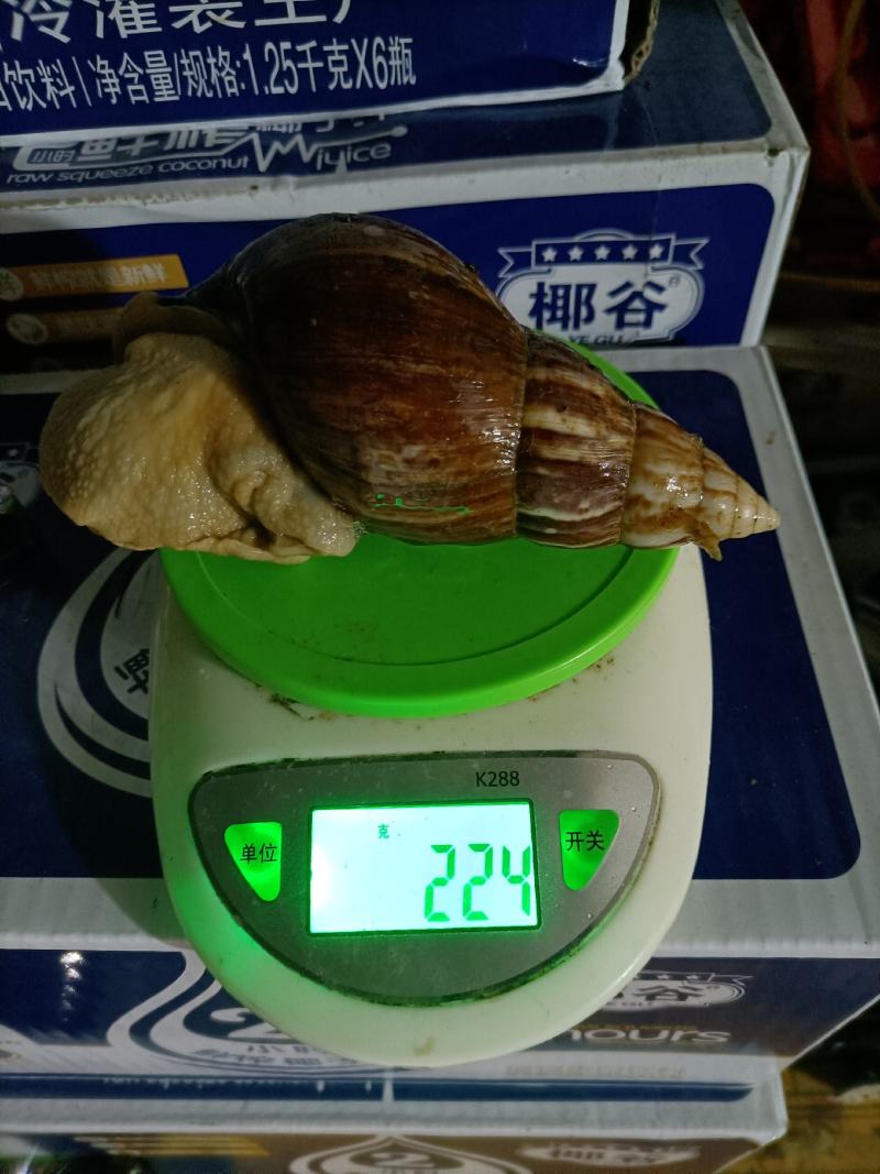 白玉蜗牛