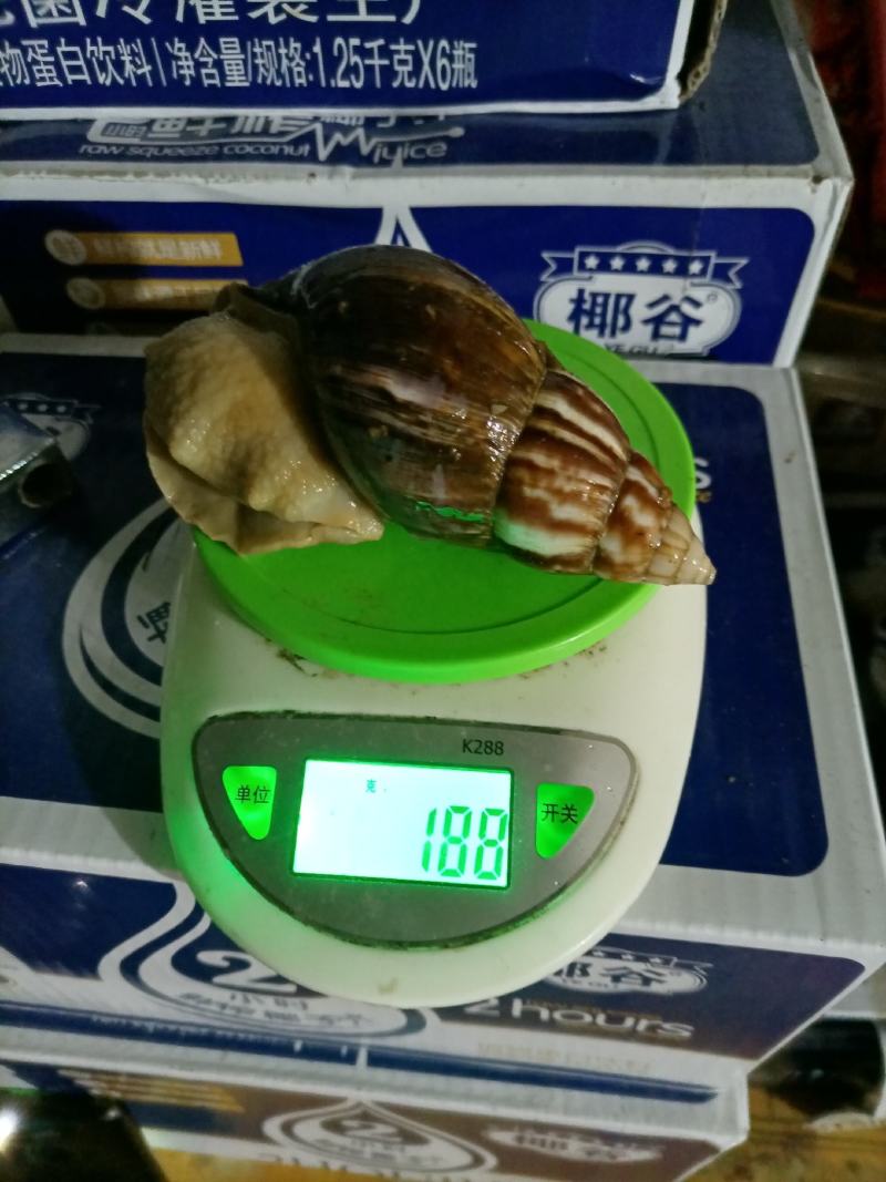 白玉蜗牛