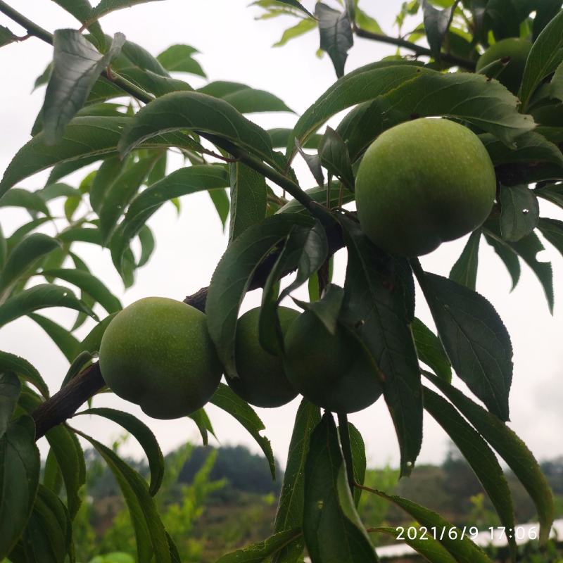 茵红李